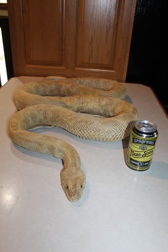 New real albino - albino, burmese