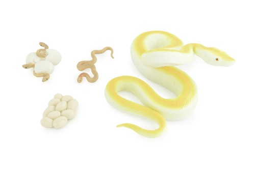 Burmese python life - burmese, cycle,