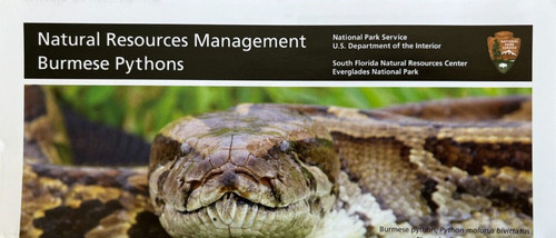 Burmese pythons everglades - burmese,